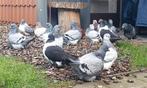 Mondain duiven grijs., Dieren en Toebehoren, Meerdere dieren, Overige soorten