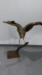 Taxidermie Héron, Verzamelen, Dierenverzamelingen, Ophalen
