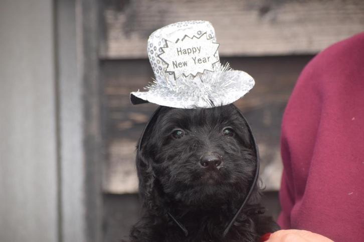 Labradoodle pups medium en mini, Dieren en Toebehoren, Honden | Niet-rashonden, Middel, Meerdere dieren, Fokker | Professioneel