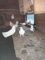 Witte duiven en pauwstaarten, Animaux & Accessoires, Oiseaux | Pigeons