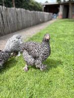 Mechelse hoender (hennetjes), Dieren en Toebehoren, Pluimvee