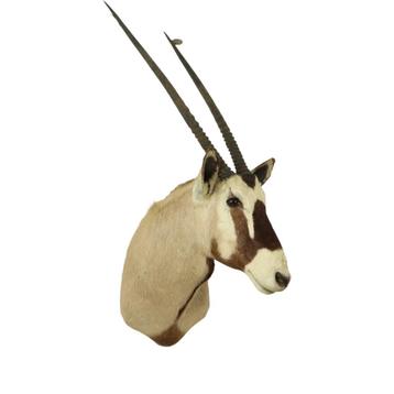 Prachtige Vintage Opgezette Oryx Antilope Gemsbok Taxidermie beschikbaar voor biedingen