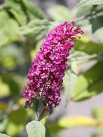 Tuinplanten ,  vlinderstruik ,  notelaar,  braam  Etc., Ophalen of Verzenden, Vlinderstruik