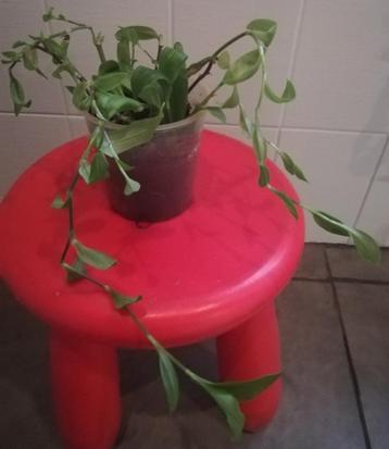 Echange ou vend misère verte  beschikbaar voor biedingen