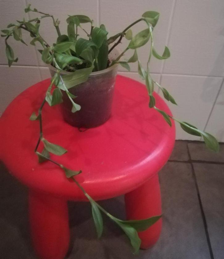 Echange ou vend misère verte, Huis en Inrichting, Kamerplanten, Ophalen