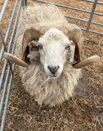 Witte ouessant ram, Dieren en Toebehoren, Schapen, Geiten en Varkens