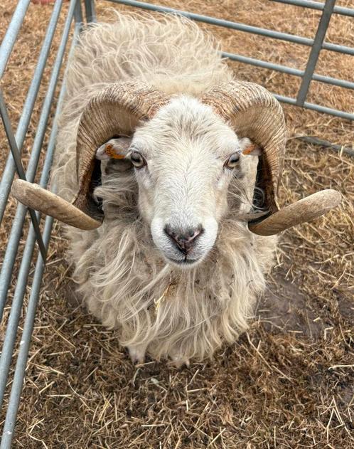 Witte ouessant ram, Dieren en Toebehoren, Schapen, Geiten en Varkens