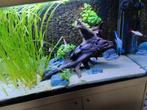 Diverse vissen, Dieren en Toebehoren, Vissen | Aquariumvissen