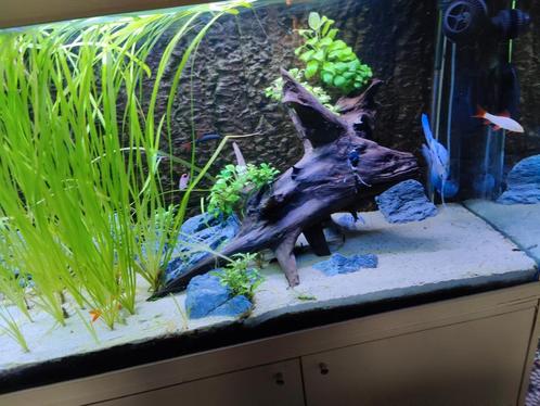 Diverse vissen, Dieren en Toebehoren, Vissen | Aquariumvissen