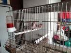 Te bekomen jonge en overjaarse agaat rood mozaīek kanaries, Meerdere dieren, Kleurkanarie