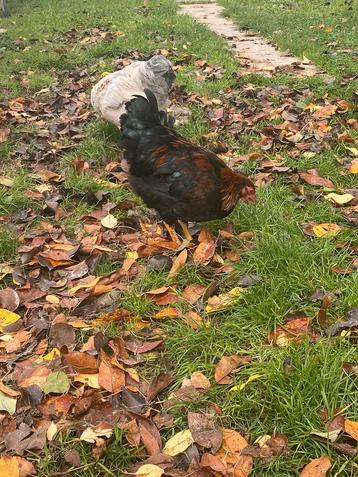 Jonge Wyandotte kriel haantjes beschikbaar voor biedingen