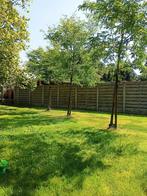 9 Valse Christusdoorns, Jardin & Terrasse, Plantes | Arbres, Enlèvement