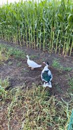 Jong koppel barberie eenden, Dieren en Toebehoren, Pluimvee, Meerdere dieren, Eend