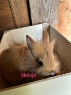 Lieve tamme konijntjes vrije bijdrage, Meerdere dieren, Dwerg, 0 tot 2 jaar