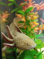 Volwassen axolotls, Dieren en Toebehoren