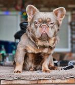 Franse bulldog dekreu (TOP DNA), België, Fokker | Hobbymatig, Reu, 1 tot 2 jaar