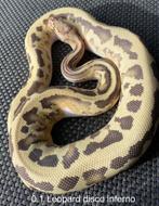 Python Regius, Dieren en Toebehoren