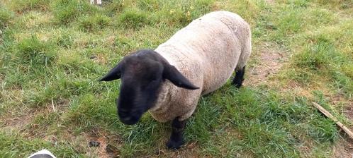 Suffolk dekram 2 jaar, Dieren en Toebehoren, Schapen, Geiten en Varkens