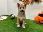 Shiba Inu pups