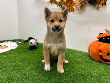 Shiba Inu pups beschikbaar voor biedingen