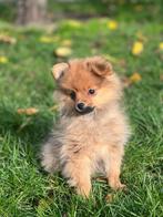 Speelse keeshondjes te koop, België, Keeshond, CDV (hondenziekte), 8 tot 15 weken