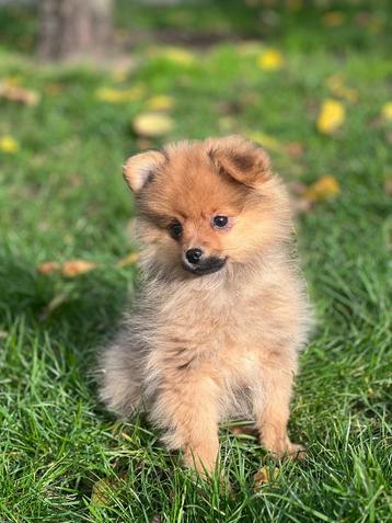 Speelse keeshondjes te koop  beschikbaar voor biedingen
