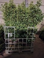 Portugese laurier!, Tuin en Terras, Planten | Struiken en Hagen, Ophalen, Laurier