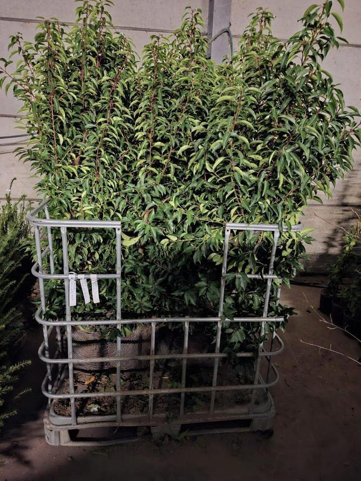 Portugese laurier!, Tuin en Terras, Planten | Struiken en Hagen, Laurier, Ophalen