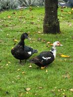 1 vrouwelijke barberie eend, kweekklaar, Dieren en Toebehoren, Eend