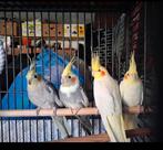 2 bewezen koppels valkparkieten, Meerdere dieren, Parkiet, Geringd