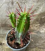 Euphorbia Enopla, Maison & Meubles, Plantes d'intérieur, Plante succulente, Envoi, Moins de 100 cm