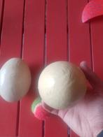 3 uitgeblazen nandoe eieren, Diversen, Ophalen, Zo goed als nieuw