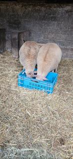 2 ooilammeren ( rouge de louest  swifter) 400 samen, Dieren en Toebehoren, Schapen, Geiten en Varkens
