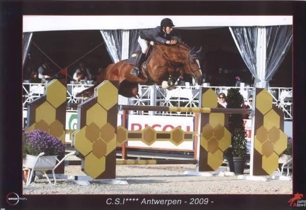 Versace vd ruitershoeve beschikbaar met diepvriessperma, Dieren en Toebehoren, Paarden en Pony's | Dekhengsten en Fokmerries