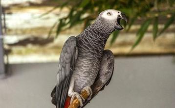 Perroquet Gris Du Gabon, Mâle, Oiseau tropical, Domestique