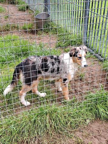 Chiots border collie mâles Red and Blue Merle 