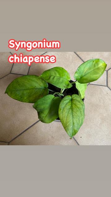 Syngonium Chiapense 