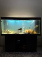 Juwel aquarium + +-25 cichliden + 5 zuigers, Dieren en Toebehoren, Ophalen