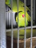 Te. Koop of teruilen, Dieren en Toebehoren, Meerdere dieren, Papegaai, Geringd