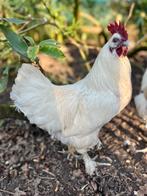 Witte tamme haan te geef, Dieren en Toebehoren, Pluimvee, Kip