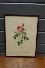 Vintage ingekaderde print P.J. Redouté (5), Antiek en Kunst, Ophalen of Verzenden