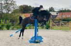 Talentvol 3,5y springpaard, Dieren en Toebehoren, Paarden, Springpaard, B, Gechipt, Ruin