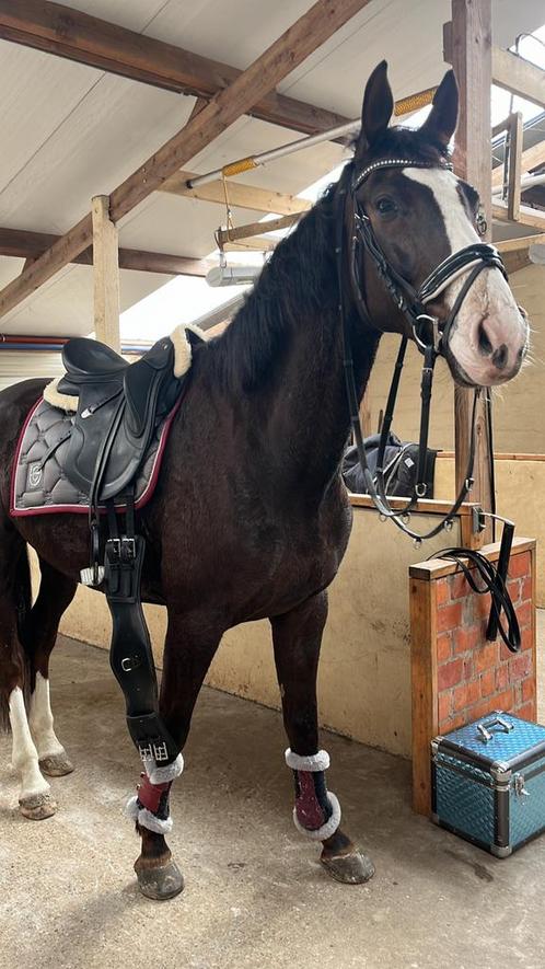 Halve stal gezocht, Dieren en Toebehoren, Paarden, Ruin, 165 tot 170 cm, 7 tot 10 jaar, Dressuurpaard