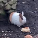 A apprivoiser  lapin nain