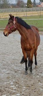 Bwp/kwpn springmerrie, 11 ans ou plus, M, 165 à 170 cm, Avec pedigree