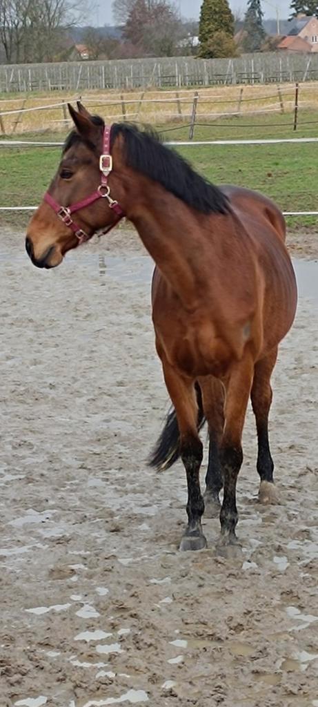 Bwp/kwpn springmerrie, Dieren en Toebehoren, Paarden, Merrie, M, 165 tot 170 cm, 11 jaar of ouder, Springpaard, Met stamboom, Gechipt