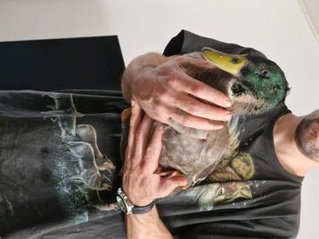 Tamme eend te koop, Mâle, Canard
