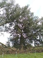 Gratis in ruil voor te snoeien van 2 dikke canada populier, Tuin en Terras, Brandhout, Ophalen, Overige houtsoorten, Takken