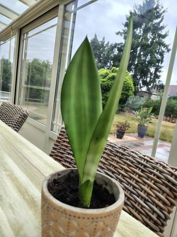 Sanseveria moonshine kamerplanten vrouwentong   beschikbaar voor biedingen