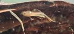 Ancistrus sluierstaart blue eyes 10 cm binnenkort, Vis, Zoetwatervis